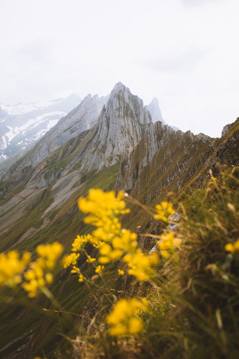 A mountain range with yellow flowers in the foreground